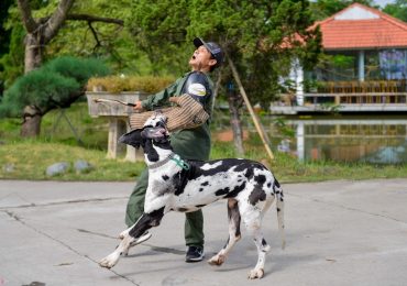Chó hơn 100 kg xuất hiện ở Hà Nội