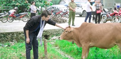 Vũ Mạnh Cường cùng các Hội, Quỹ Từ thiện tặng bò cho bà con Hà Giang